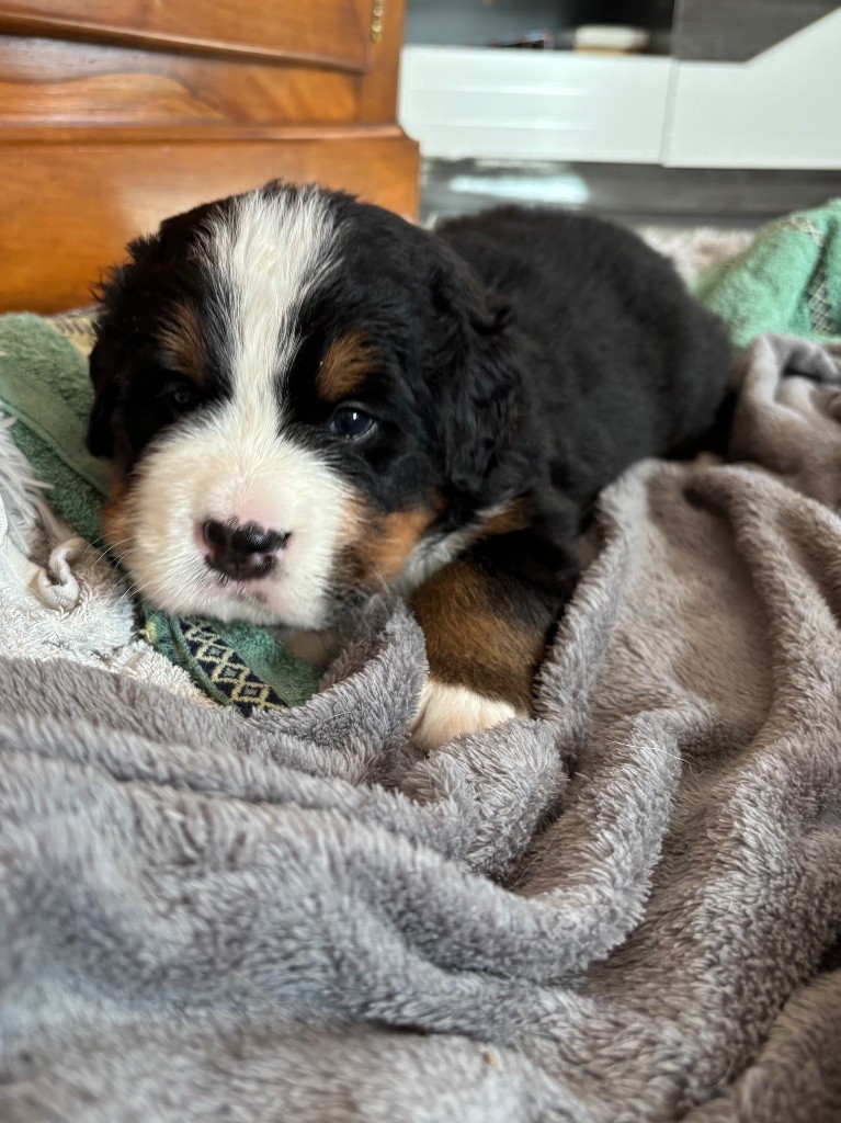 AZARD de la Ferme du Kleinfeld