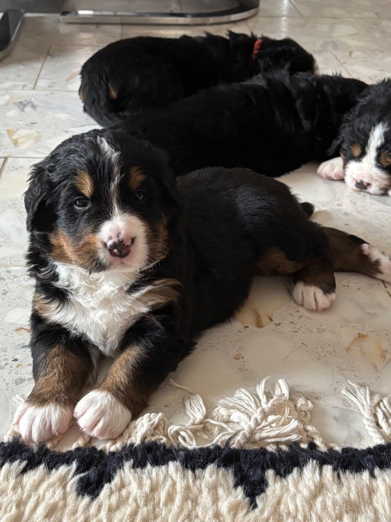 ARDY de la Ferme du Kleinfeld