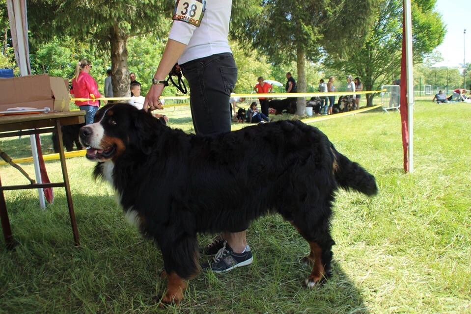 Iana De La Ferme Mittelfeld - Très Bon (cl. ouverte)