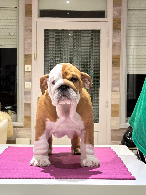 Les chiots de Bulldog Anglais