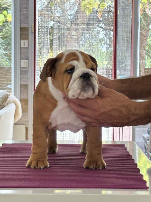 Les chiots de Bulldog Anglais