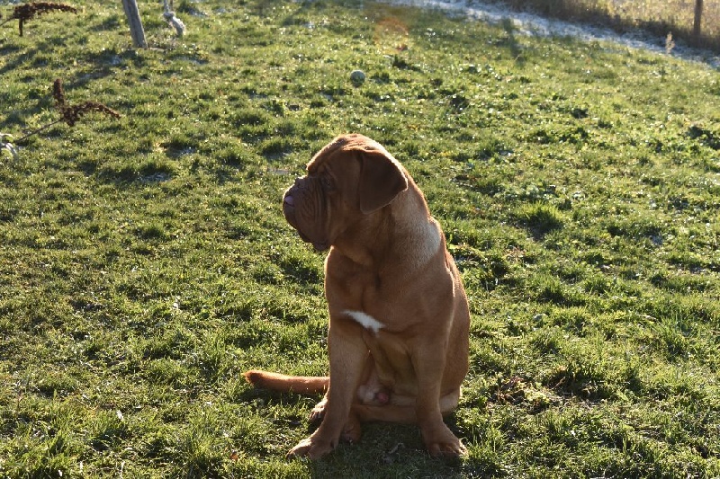 Liroy getro cibbs De L'Elite Royal Dog