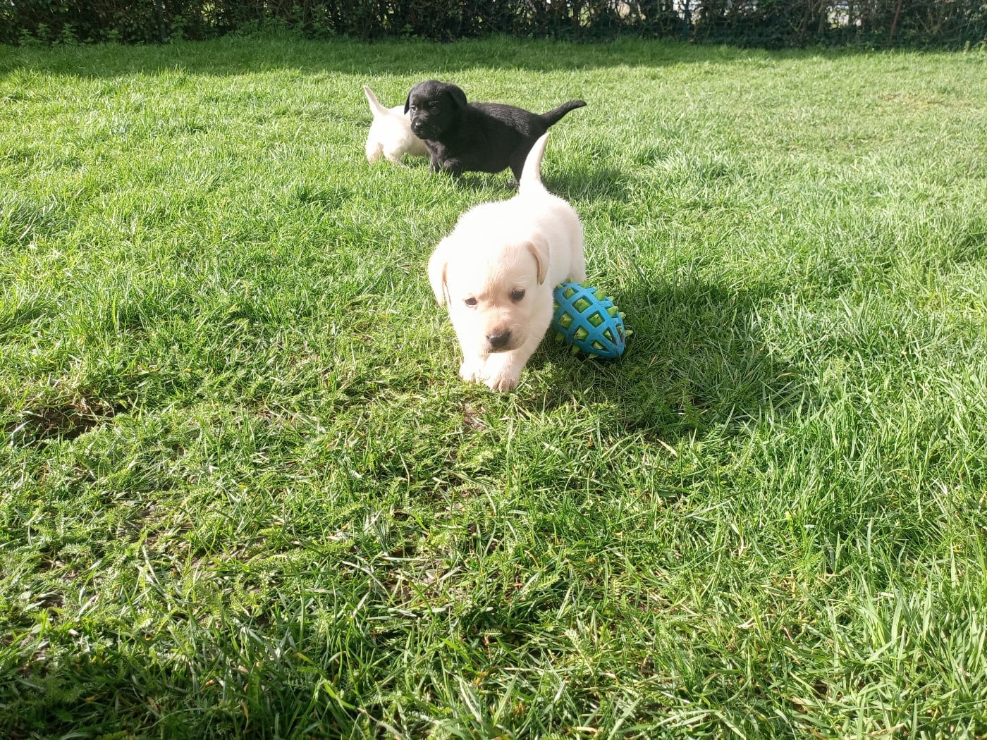 Femelle sable - Labrador Retriever