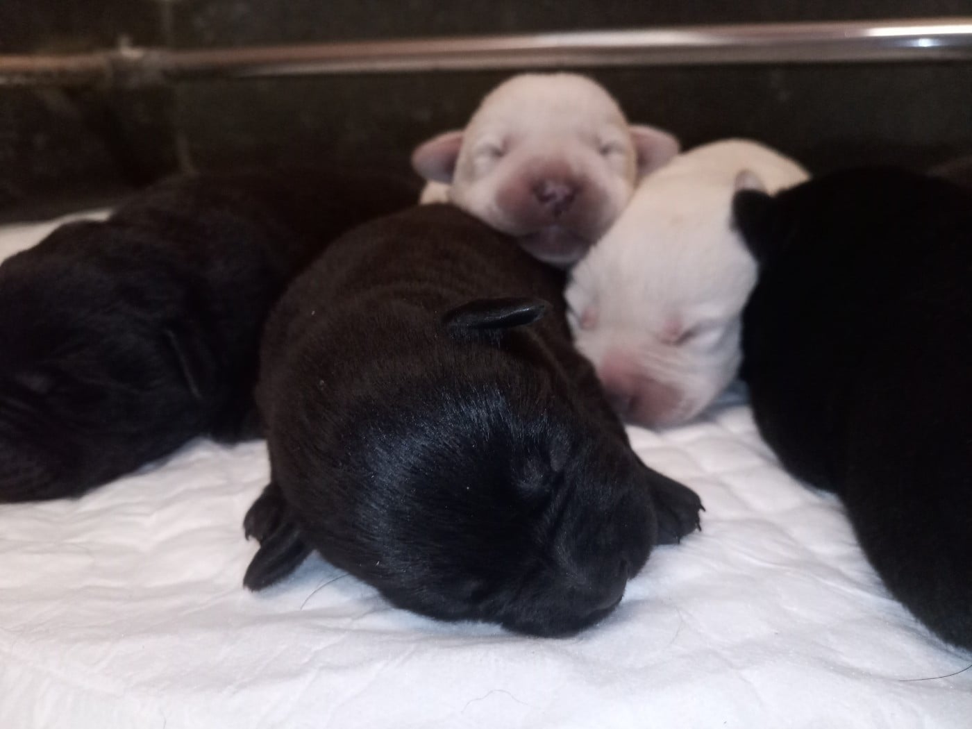 Labrador Retriever - du Marais Flamand