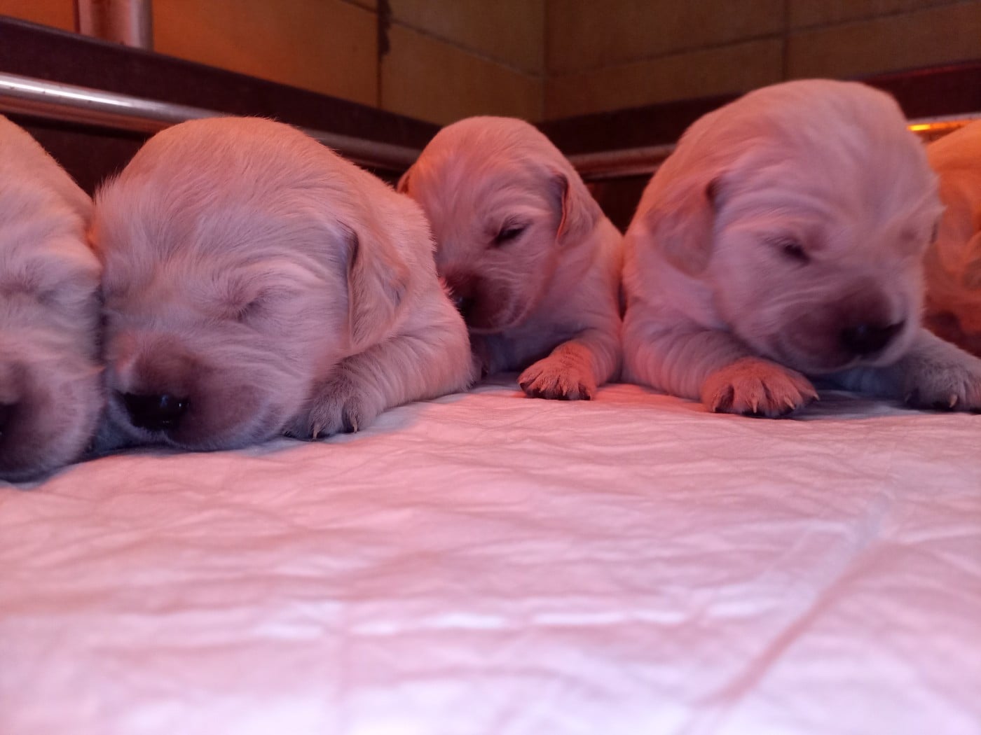 Golden Retriever - du Marais Flamand