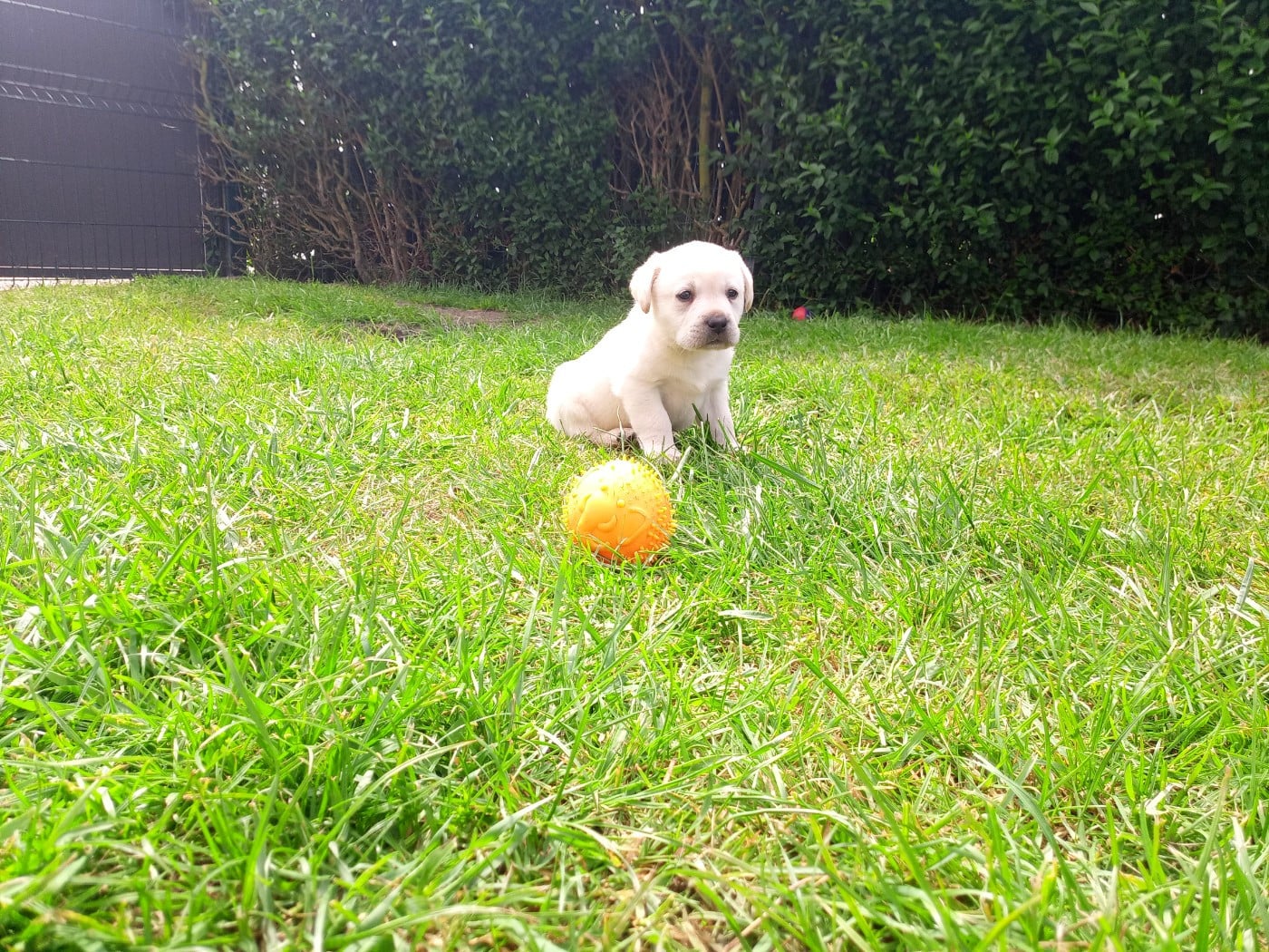 Labrador Retriever - du Marais Flamand