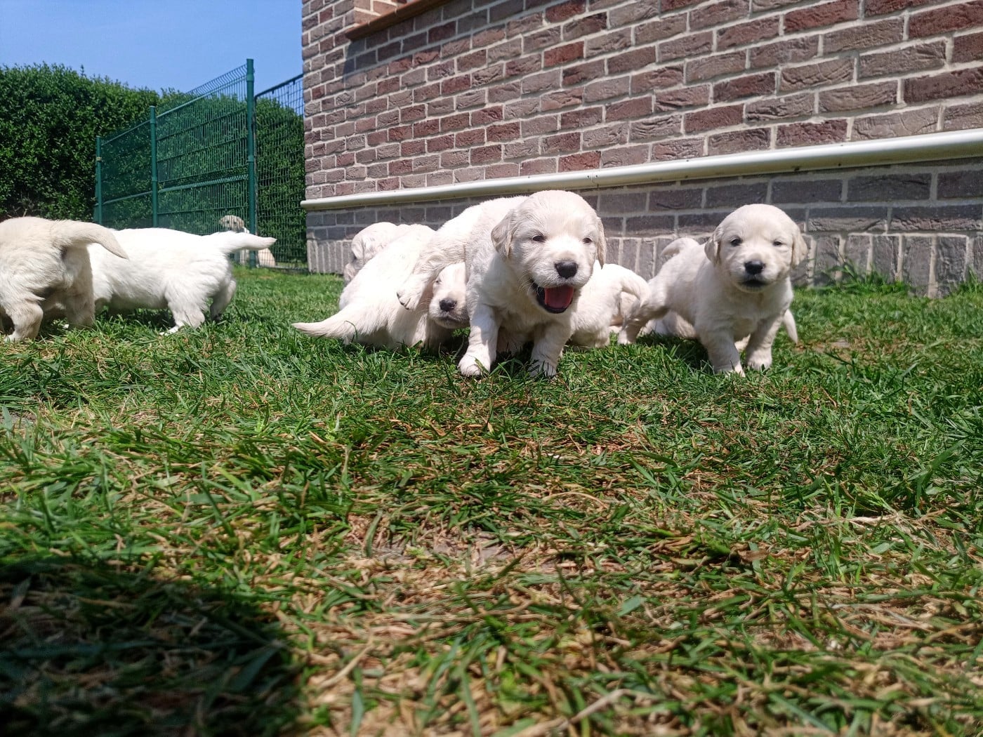 Golden Retriever - du Marais Flamand
