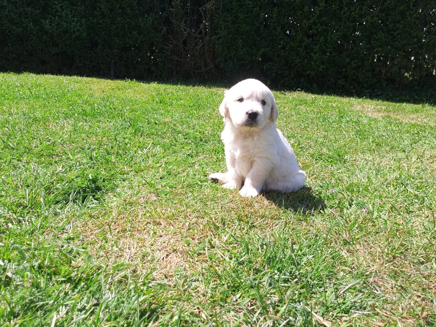Golden Retriever - du Marais Flamand