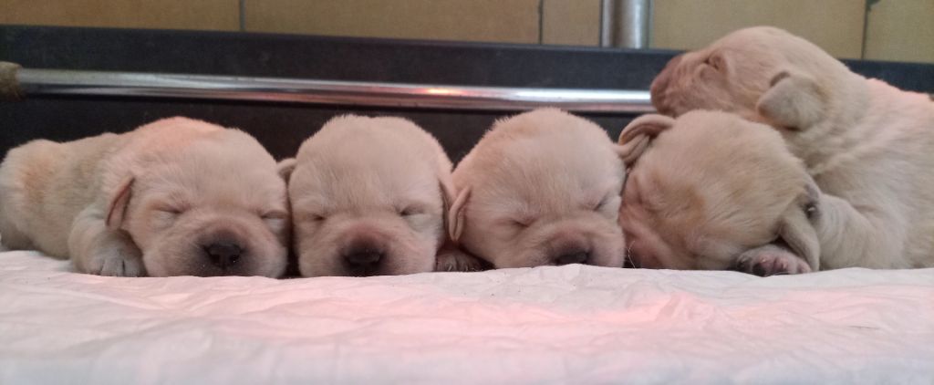 CHIOT 5 - Labrador Retriever