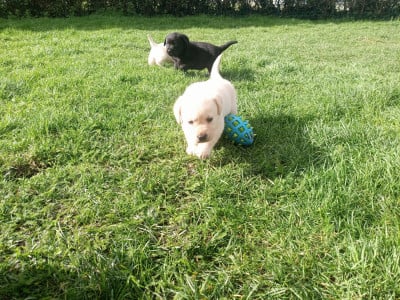 Femelle sable - Labrador Retriever