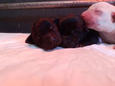 Les chiots de Labrador Retriever