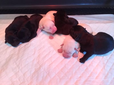 Les chiots de Labrador Retriever