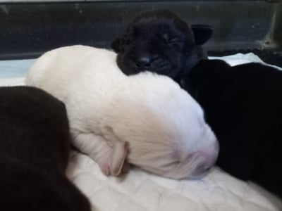 Les chiots de Labrador Retriever