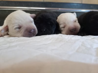 Les chiots de Labrador Retriever