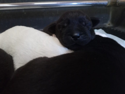 Les chiots de Labrador Retriever