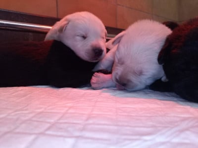 Les chiots de Labrador Retriever
