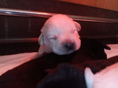 Les chiots de Labrador Retriever