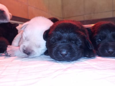 Les chiots de Labrador Retriever