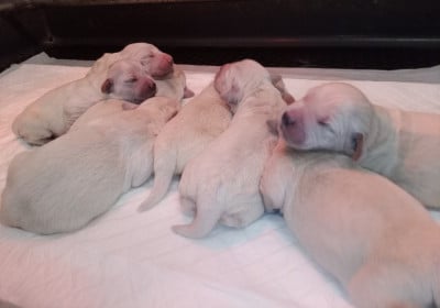 Les chiots de Golden Retriever