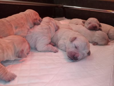 Les chiots de Golden Retriever