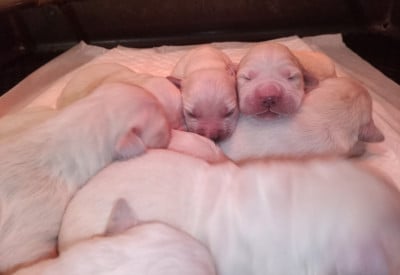 Les chiots de Golden Retriever