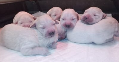 Les chiots de Golden Retriever