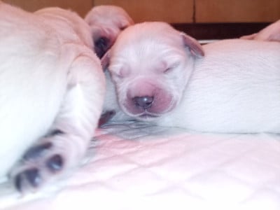 Les chiots de Golden Retriever