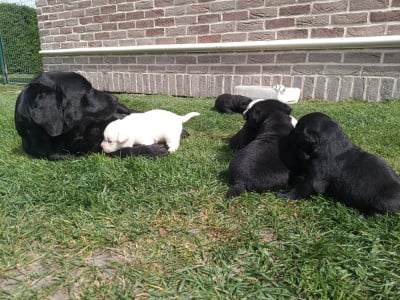 Les chiots de Labrador Retriever