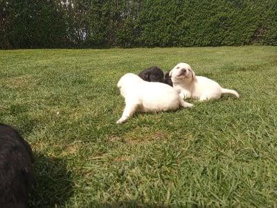 Les chiots de Labrador Retriever