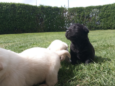 Les chiots de Labrador Retriever
