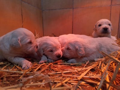 Les chiots de Golden Retriever