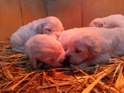 Les chiots de Golden Retriever