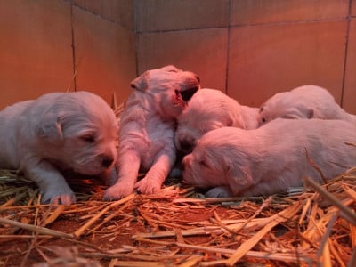 Les chiots de Golden Retriever