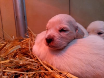 Les chiots de Golden Retriever
