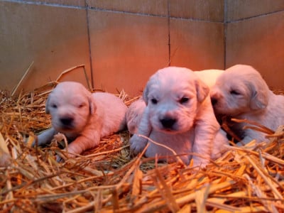 Les chiots de Golden Retriever