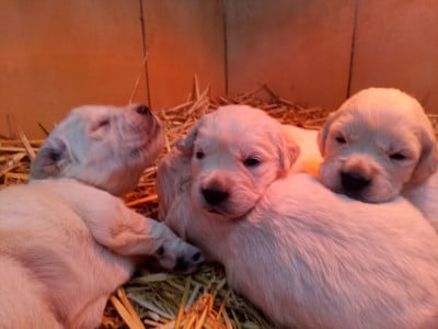 Les chiots de Golden Retriever