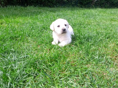 Les chiots de Labrador Retriever
