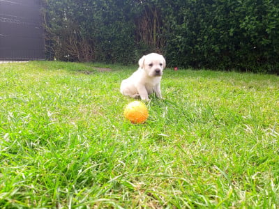 Les chiots de Labrador Retriever