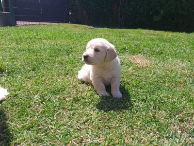 Les chiots de Golden Retriever