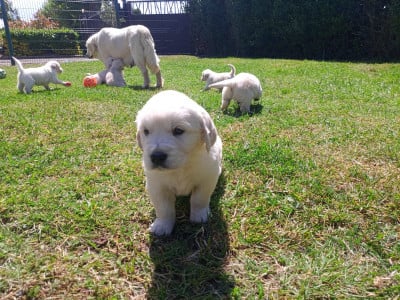 Les chiots de Golden Retriever