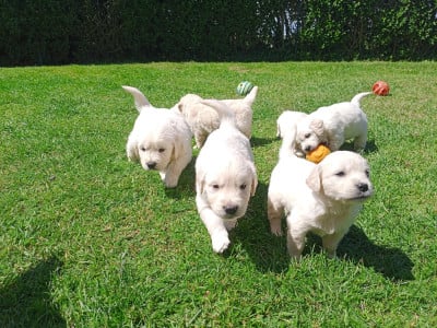 Les chiots de Golden Retriever