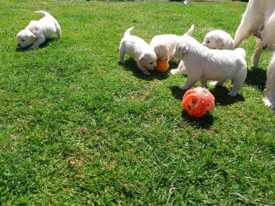 Les chiots de Golden Retriever
