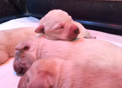 Les chiots de Labrador Retriever