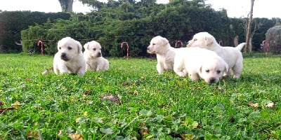 Les chiots de Labrador Retriever