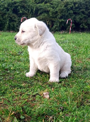 Les chiots de Labrador Retriever