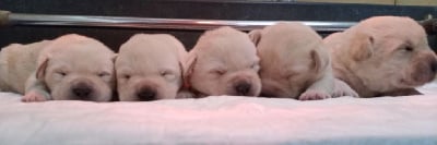 Les chiots de Labrador Retriever