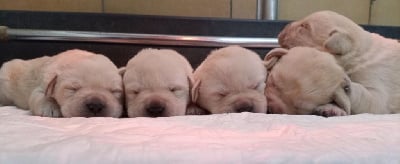 Les chiots de Labrador Retriever