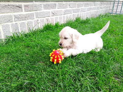 Les chiots de Golden Retriever