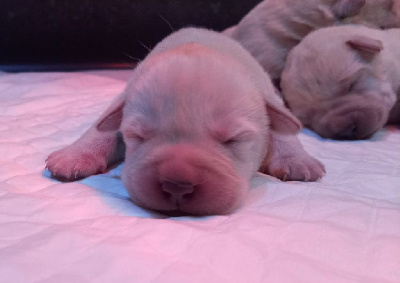 Les chiots de Labrador Retriever