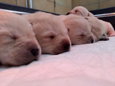 Les chiots de Labrador Retriever